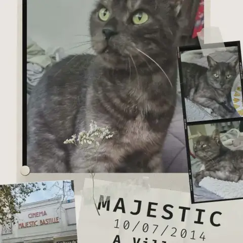 Majestic photo 3