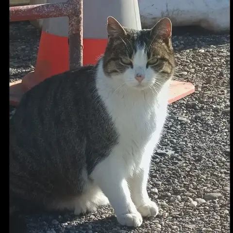 Petitou photo 2