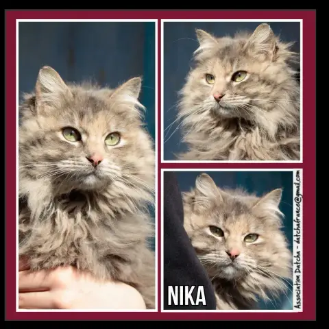 Nika