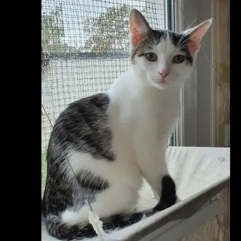 Sirkus