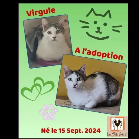 Virgule
