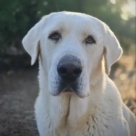 Xavi