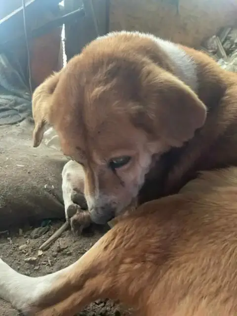 Romeo2 photo 3