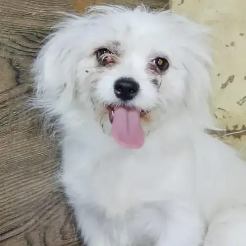 Stella