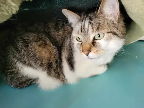 Tom