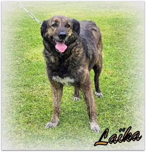 Laïka photo 3