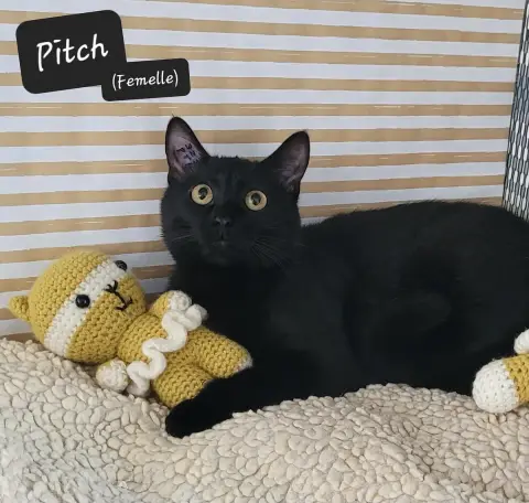 Pitch
