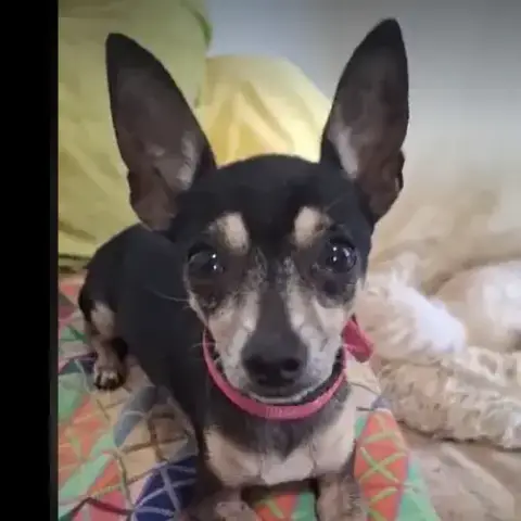 Ziggy Le Petit Pinscher