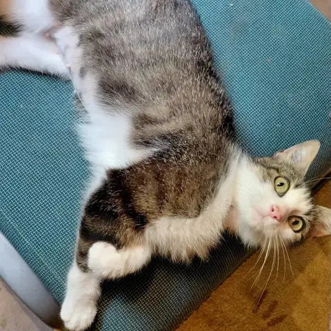 Minette ♀️ photo 2