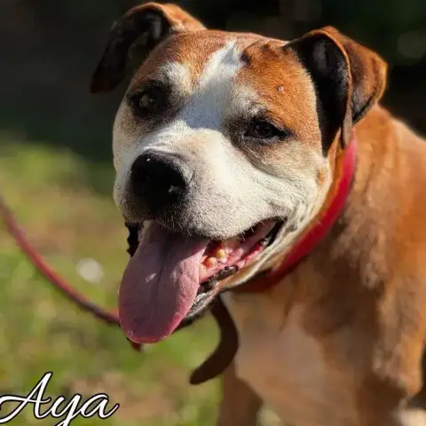 Aya