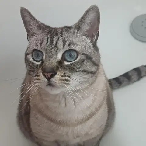 Rocky