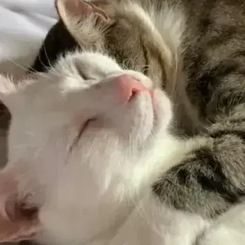 Lucas Et Melissa