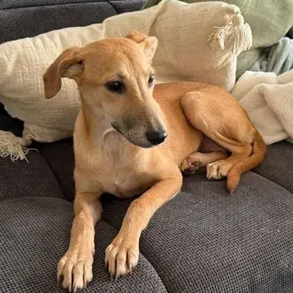 Lily photo 3