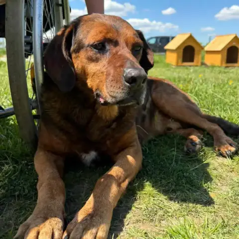 Bueno