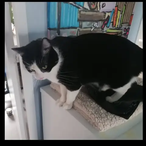 Domino photo 2