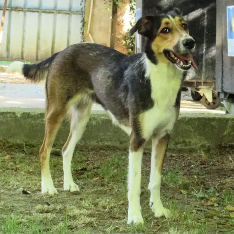 Lassie photo 3