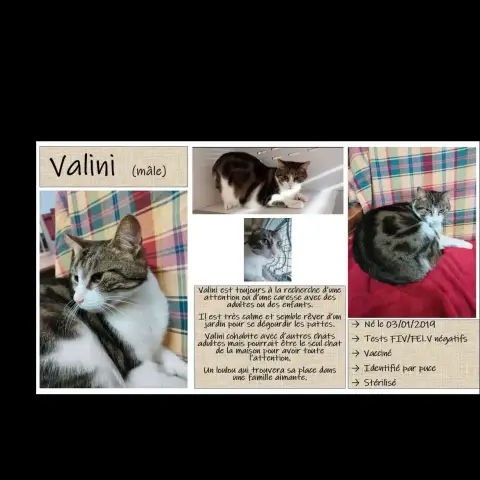 Valini