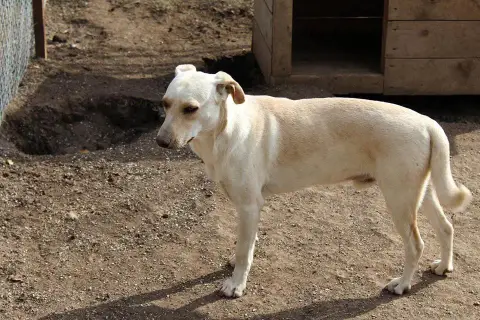 Zepamoi photo 2