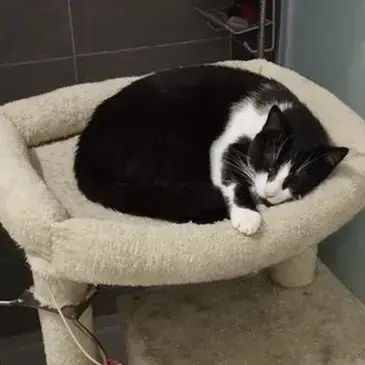 Domino photo 2