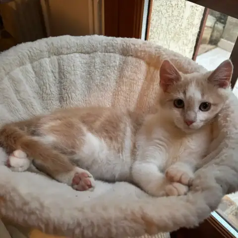 Biscuit