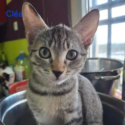 Cléa
