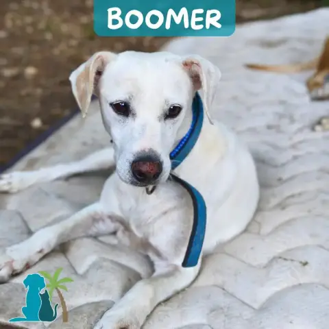 Boomer