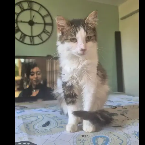 Pirouette