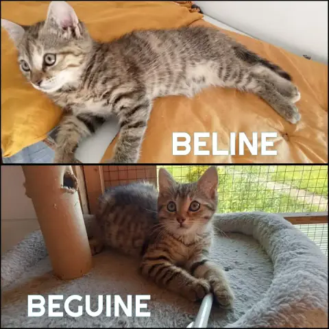 Beguine Et Sa Soeur Beline photo 2