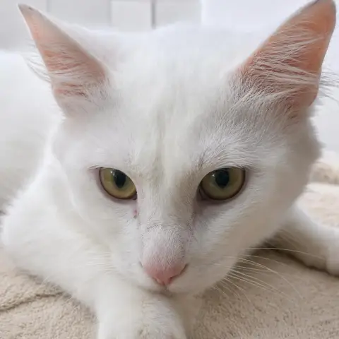 César