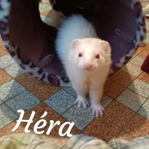 Sparrow Horus Et Hera photo 3