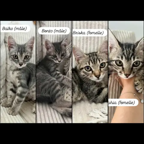 Baiko