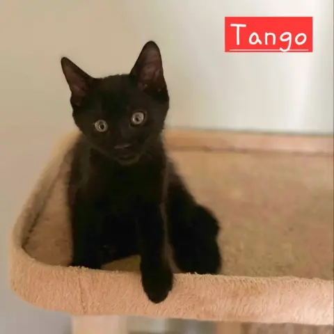 Tango