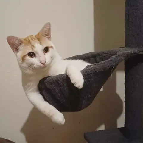 Biscuit