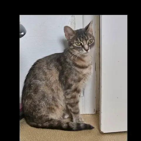 Athena