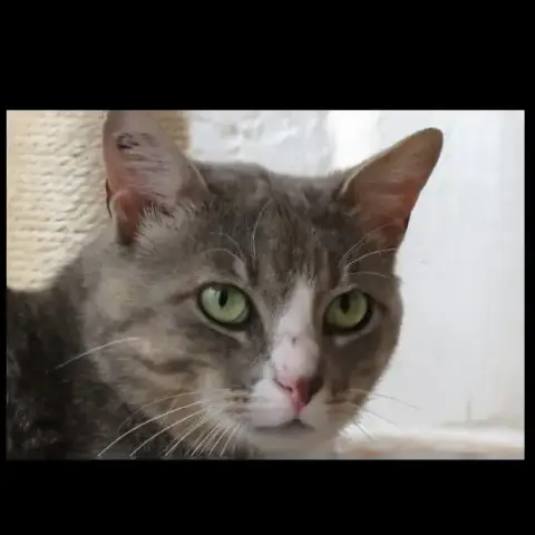 Milo