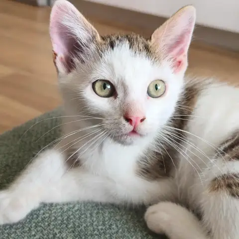 Ashoka