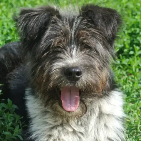 Tosca