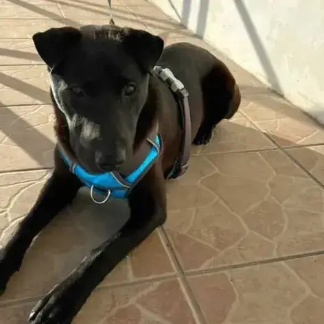 ✨️ Nyxe ✨️ 🐶 photo 2