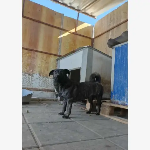 Rosy photo 3