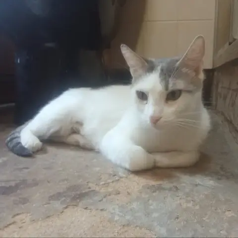 Bella