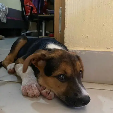 Baya