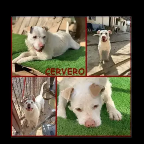 Cervero photo 3