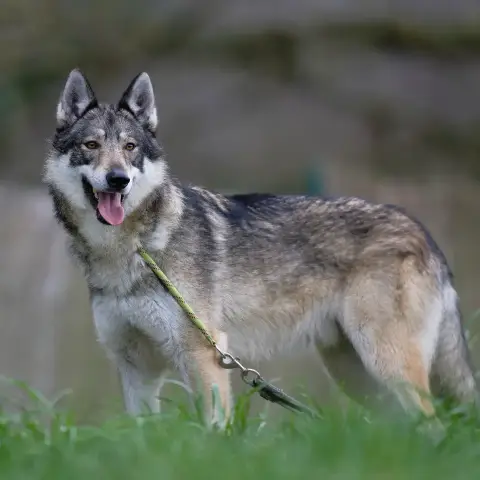 Rollo photo 3