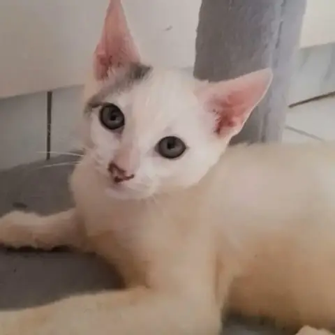 ✨️ Mousson ✨️ 🐱 photo 3