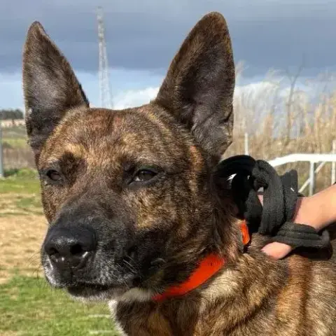 Adopter Flinn