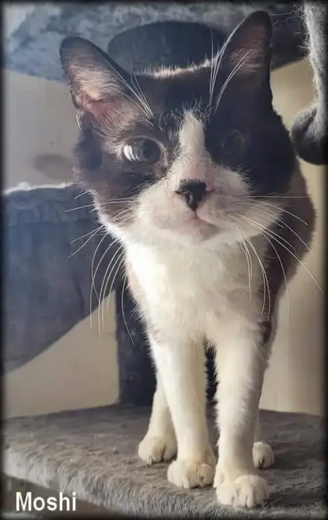 Moshi