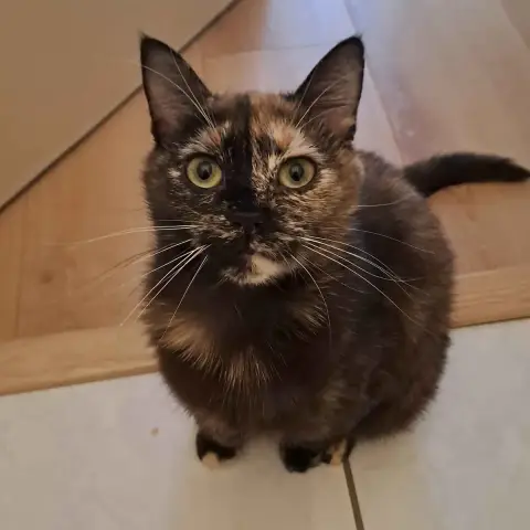 Izzy