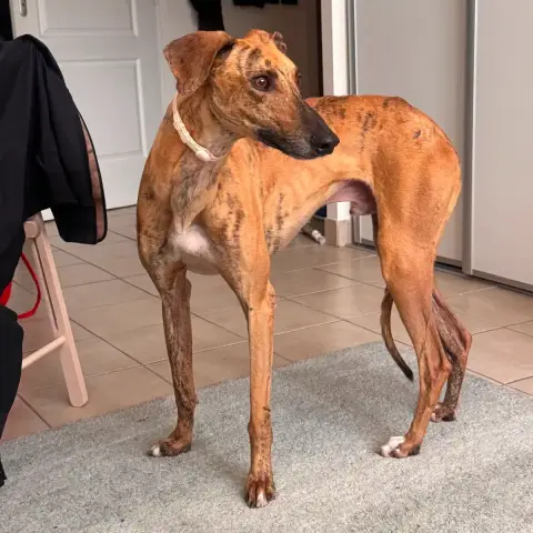 Rossi