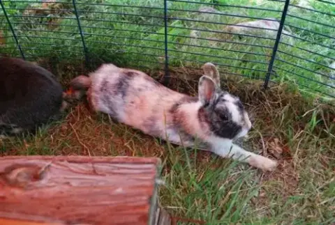 Full,Tommy,Little