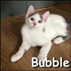 Bubble